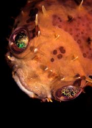 Burrfish with eye sparkle.
D2x 60mm by Rand Mcmeins 